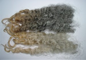 Pixie 2025 Fleece : Pixie 2025