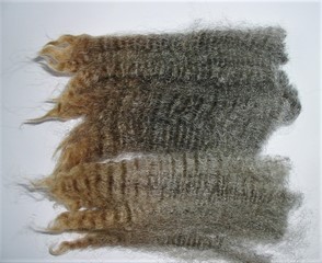 Coconut 2025 Fleece : Coconut 2025