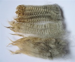 Cocoa Puff 2025 Fleece : Cocoa Puff 2025