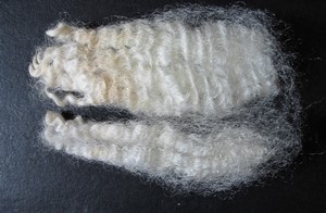 Macaroon 2025 Fleece : Macaroon 2025