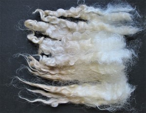 Rupert 2025 Fleece : Rupert 2025