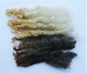 Sassy 2025 Fleece : Sassy 2025