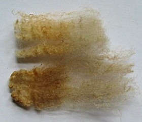 Ginger 2025 Fleece : Ginger 2025