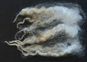 Oleander 2025 Fleece : Oleander 2025